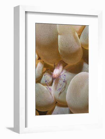 Bubble Coral Shrimp-Hal Beral-Framed Photographic Print