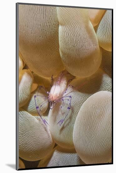 Bubble Coral Shrimp-Hal Beral-Mounted Photographic Print