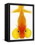 Bubble Eye Goldfish-Martin Harvey-Framed Stretched Canvas