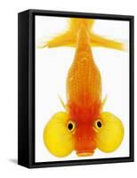 Bubble Eye Goldfish-Martin Harvey-Framed Stretched Canvas