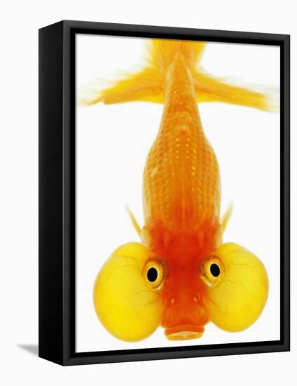 Bubble Eye Goldfish-Martin Harvey-Framed Stretched Canvas