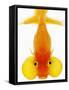 Bubble Eye Goldfish-Martin Harvey-Framed Stretched Canvas