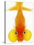 Bubble Eye Goldfish-Martin Harvey-Stretched Canvas