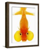 Bubble Eye Goldfish-Martin Harvey-Framed Photographic Print