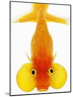 Bubble Eye Goldfish-Martin Harvey-Mounted Photographic Print
