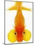 Bubble Eye Goldfish-Martin Harvey-Mounted Photographic Print