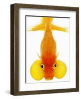 Bubble Eye Goldfish-Martin Harvey-Framed Photographic Print