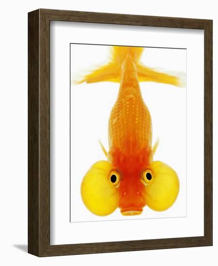 Bubble Eye Goldfish-Martin Harvey-Framed Photographic Print