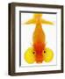 Bubble Eye Goldfish-Martin Harvey-Framed Photographic Print