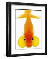 Bubble Eye Goldfish-Martin Harvey-Framed Photographic Print