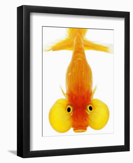 Bubble Eye Goldfish-Martin Harvey-Framed Photographic Print