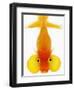 Bubble Eye Goldfish-Martin Harvey-Framed Photographic Print