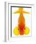 Bubble Eye Goldfish-Martin Harvey-Framed Photographic Print