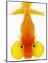 Bubble Eye Goldfish-Martin Harvey-Mounted Photographic Print