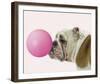 Bubble Hound-Assaf Frank-Framed Giclee Print