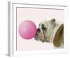 Bubble Hound-Assaf Frank-Framed Giclee Print