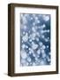 Bubble pattern in midwinter ice, Abraham Lake, Alberta, Canada-Panoramic Images-Framed Photographic Print