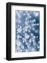 Bubble pattern in midwinter ice, Abraham Lake, Alberta, Canada-Panoramic Images-Framed Photographic Print