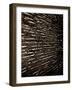 Bubblebuzz-Fabio Panichi-Framed Photographic Print