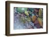 Bubbles in ice, Lake McDonald, Glacier National Park, Montana, USA-Chuck Haney-Framed Photographic Print