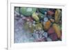 Bubbles in ice, Lake McDonald, Glacier National Park, Montana, USA-Chuck Haney-Framed Photographic Print