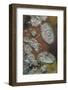 Bubbles in ice, Lake McDonald, Glacier National Park, Montana, USA-Chuck Haney-Framed Photographic Print