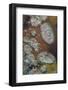 Bubbles in ice, Lake McDonald, Glacier National Park, Montana, USA-Chuck Haney-Framed Photographic Print