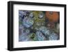 Bubbles in ice, Lake McDonald, Glacier National Park, Montana, USA-Chuck Haney-Framed Photographic Print