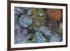 Bubbles in ice, Lake McDonald, Glacier National Park, Montana, USA-Chuck Haney-Framed Photographic Print