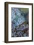 Bubbles in ice, Lake McDonald, Glacier National Park, Montana, USA-Chuck Haney-Framed Photographic Print