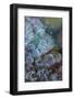 Bubbles in ice, Lake McDonald, Glacier National Park, Montana, USA-Chuck Haney-Framed Photographic Print