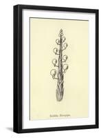 Bubblia Blowpipia-Edward Lear-Framed Giclee Print