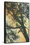 Bubbly Branches-James McMasters-Framed Stretched Canvas