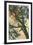 Bubbly Branches-James McMasters-Framed Art Print