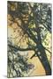 Bubbly Branches-James McMasters-Mounted Art Print