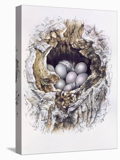 Bubo Bubo (Barn Owl), 2001-Sandra Lawrence-Stretched Canvas