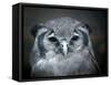 Bubo Lacteus, also known as Giant or Milky Eagle Owl-Kesu01-Framed Stretched Canvas