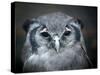 Bubo Lacteus, also known as Giant or Milky Eagle Owl-Kesu01-Stretched Canvas