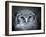 Bubo Lacteus, also known as Giant or Milky Eagle Owl-Kesu01-Framed Photographic Print