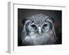 Bubo Lacteus, also known as Giant or Milky Eagle Owl-Kesu01-Framed Photographic Print