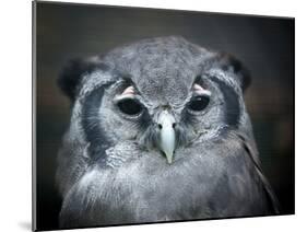 Bubo Lacteus, also known as Giant or Milky Eagle Owl-Kesu01-Mounted Photographic Print