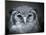 Bubo Lacteus, also known as Giant or Milky Eagle Owl-Kesu01-Mounted Photographic Print