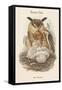 Bubo Maximus - Eagle Owl-John Gould-Framed Stretched Canvas