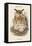 Bubo Maximus - Eagle Owl-John Gould-Framed Stretched Canvas