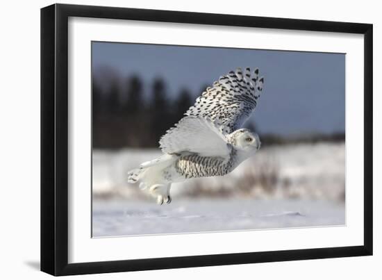 Bubo Scandiacus-Mircea Costina-Framed Giclee Print