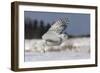 Bubo Scandiacus-Mircea Costina-Framed Giclee Print