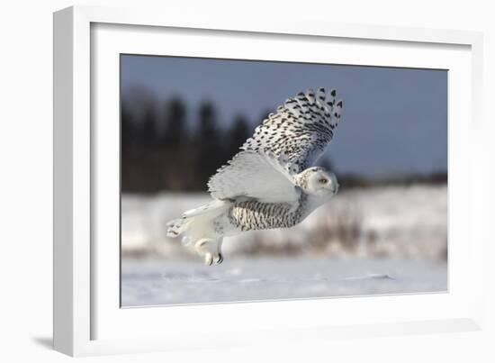 Bubo Scandiacus-Mircea Costina-Framed Giclee Print