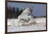 Bubo Scandiacus-Mircea Costina-Framed Giclee Print