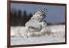 Bubo Scandiacus-Mircea Costina-Framed Giclee Print