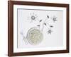 Bucatini With onion-Dimitar Lazarov-Framed Giclee Print